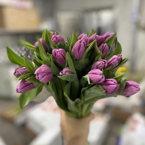 Tulip Double Double Princess