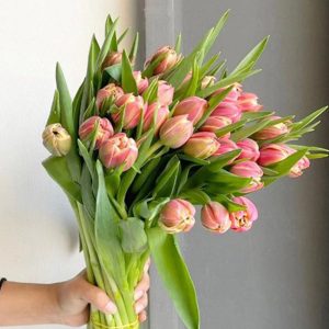 Tulip Double Flaming Columbus TLK viền