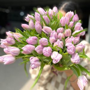 Tulip Double Katinka Kép Tím Nhạt 315