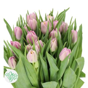 Tulip Double Kickstart Kép Tím Nhạt 451