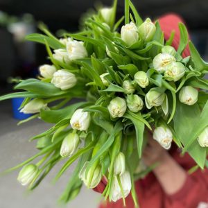 Tulip Double Northcap