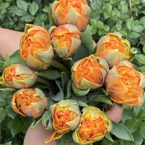 Tulip Double Orange Kép Cam 343