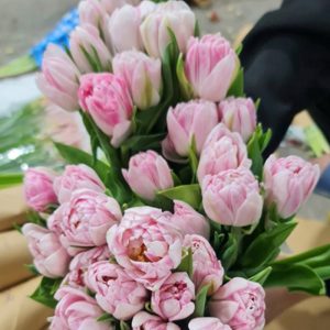Tulip Double Pink Kép Hồng 342