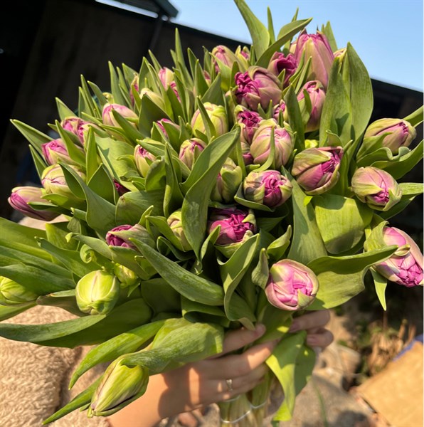Tulip Double Purple