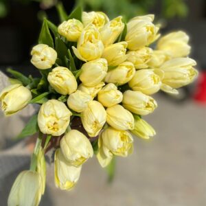 Tulip Double Verona