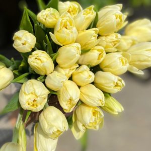 Tulip Double Yelow Kép Vàng 456