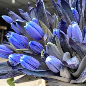 Tulip Dyed Blue Lagoon Nhuộm Xanh 333