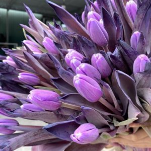 Tulip Dyed Pastel Violet Nhuộm Tím 437