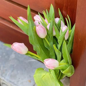 Tulip Dynasty Hồng 320