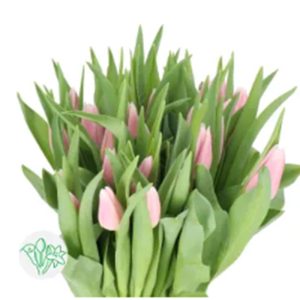 Tulip Gabrielle Hồng Nhạt 465