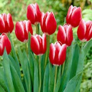 Tulip Kung-Fu Đỏ Viền Trắng 439