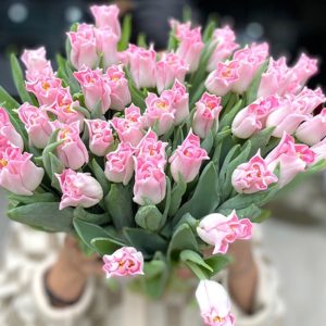 Tulip Lily Flowered Crown of Dynasty TLX Hồng