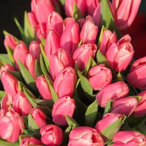 Tulip Milkshake Hồng Nhạt 313