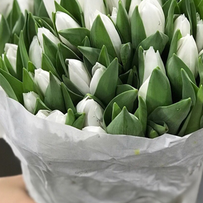 Tulip Royal Virgin Trắng 325