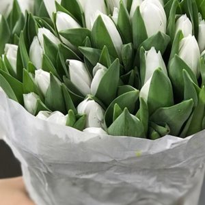 Tulip Royal Virgin Trắng 325