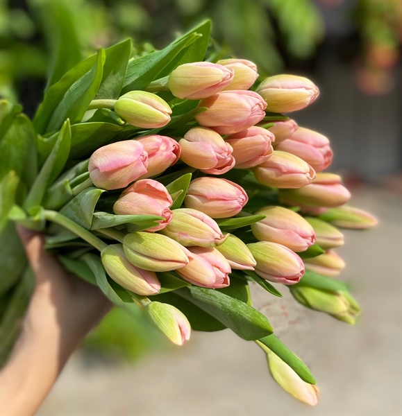 Tulip Tom Pouce