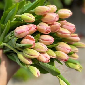 Tulip Tom Pouce – 756