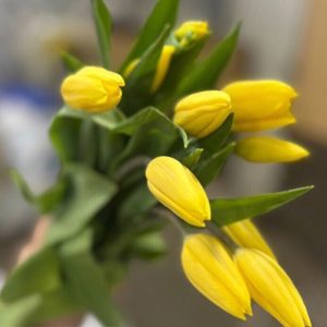 Tulip Yellow Flight