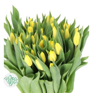 Tulip Yellow Vàng 337